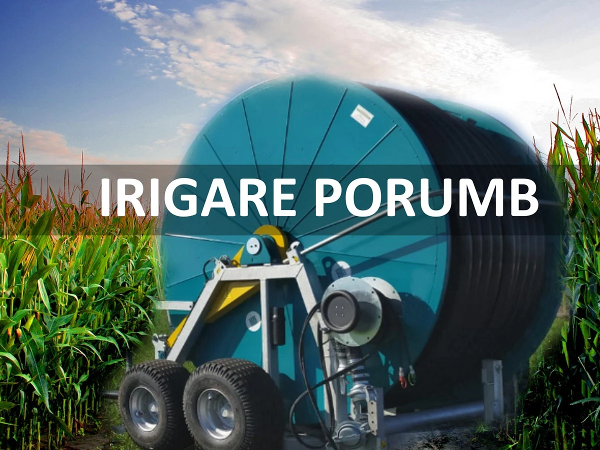 Irigare Porumb